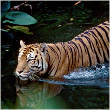 Sumatran tiger