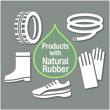 production of natural rubber