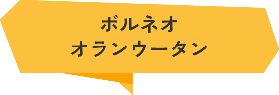 ボルネオオランウータン