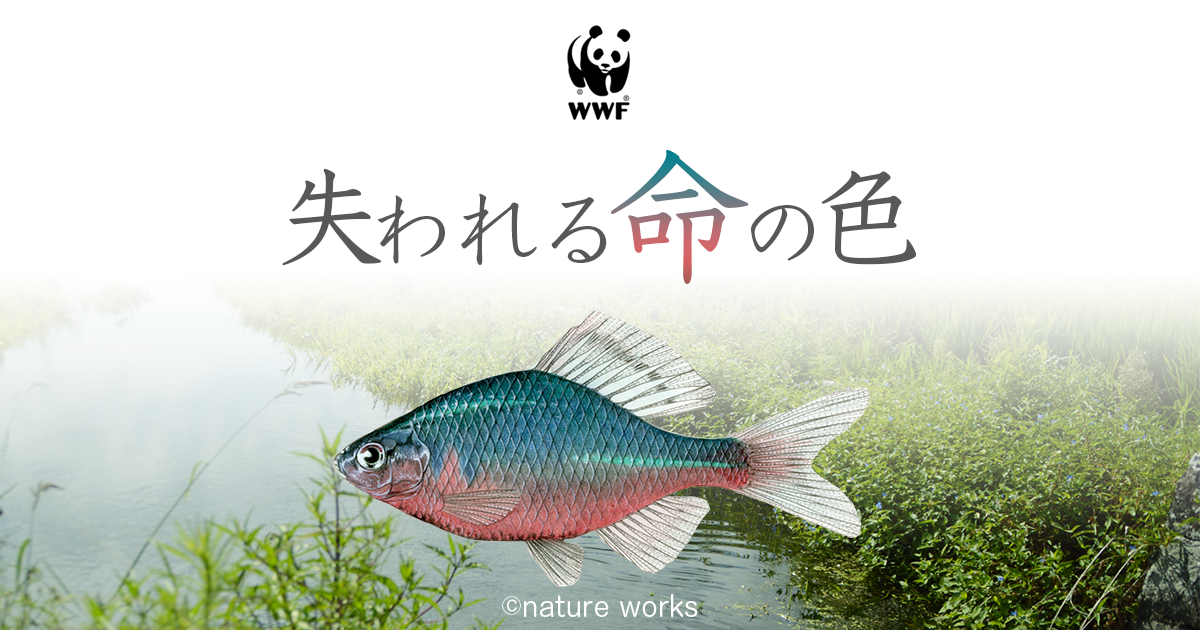 なぜ田んぼには多様な生き物がすむのか』大塚泰介編他 - 田舎の