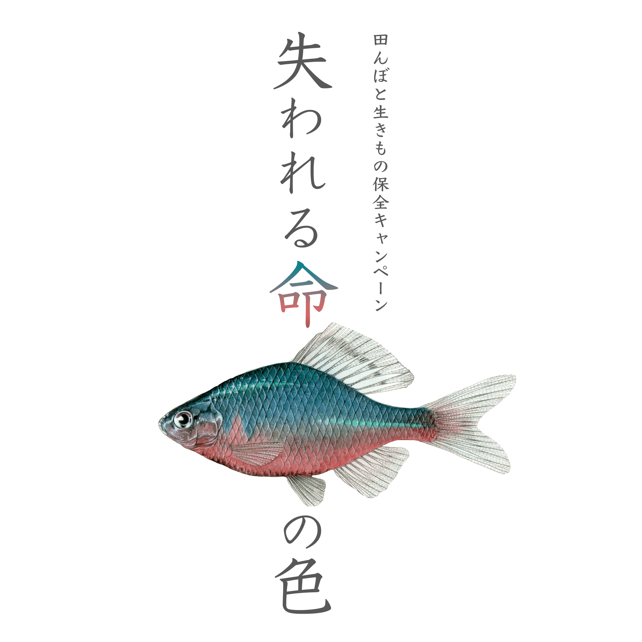 失われる命の色 田んぼと生き物保全キャンペーン