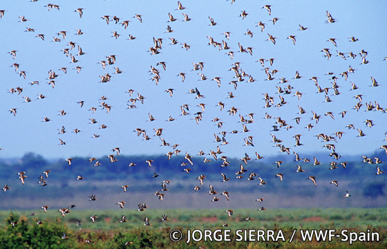 © JORGE SIERRA/WWF-Spain