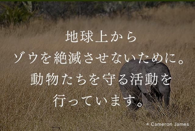 地球上からゾウを絶滅させないために。動物たちを守る活動を行っています。