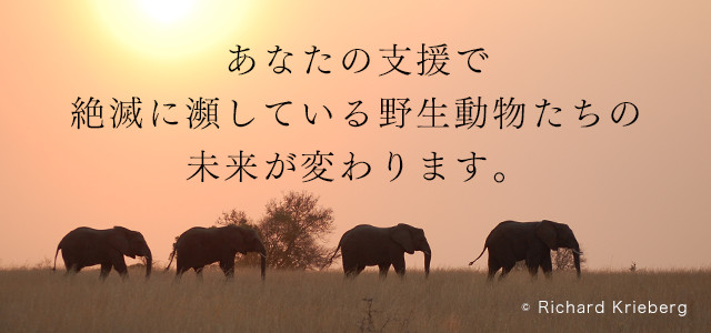 あなたの支援で絶滅に瀕している野生動物たちの未来が変わります。