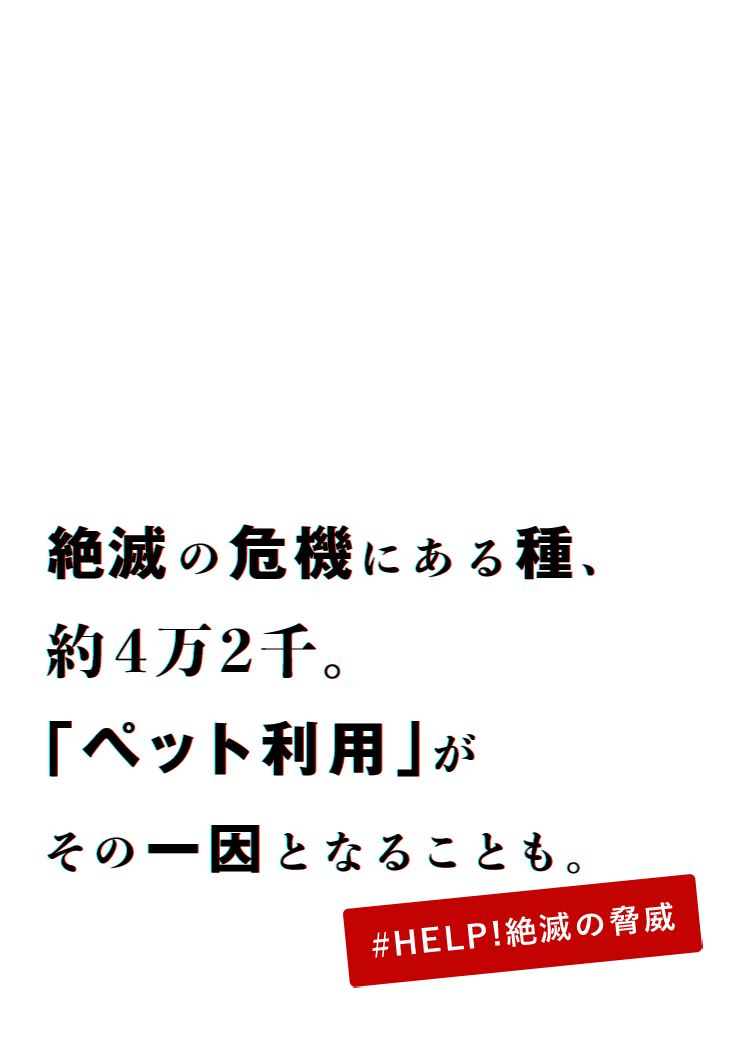 絶滅の危機にある種、約4万2千。「ペット利用」がその一因となることも。#HELP!絶滅の脅威