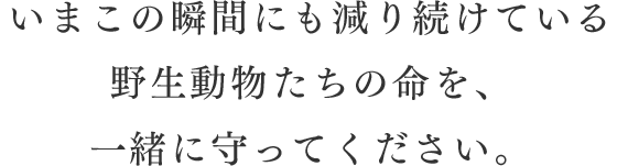 いまこの瞬間にも減り続けている野生動物たちの命を、一緒に守ってください。