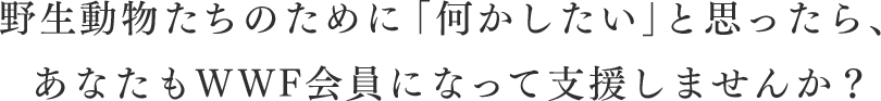 野生動物たちのために「何かしたい」と思ったら、あなたもWWF会員になって支援しませんか？