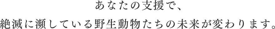 あなたの支援で、絶滅に瀕している野生動物たちの未来が変わります。