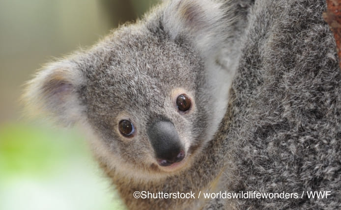 ©Shutterstock / worldswildlifewonders / WWF