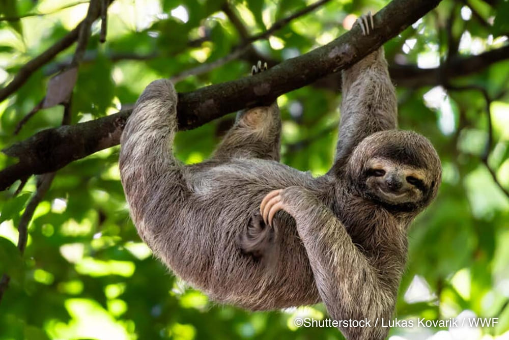 ナマケモノ© Shutterstock / Lukas Kovarik / WWF