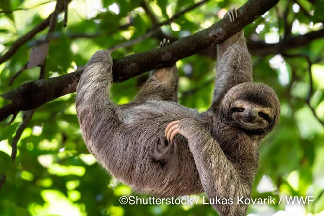 ナマケモノ© Shutterstock / Lukas Kovarik / WWF