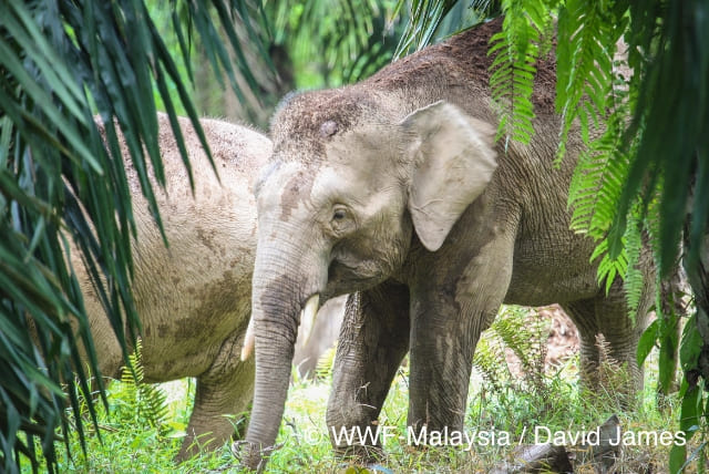 アジアゾウ© WWF-Malaysia / David James