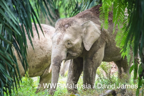 アジアゾウ© WWF-Malaysia / David James