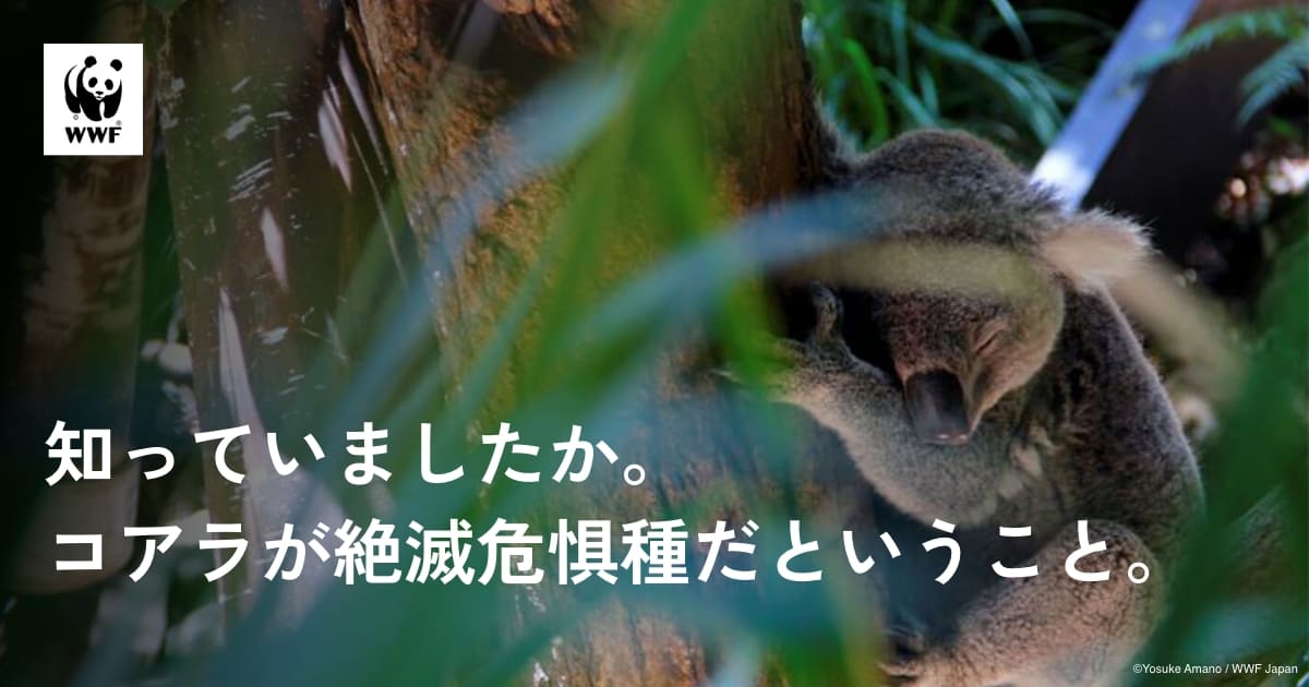 コアラ　他の方はご遠慮願います 250506 不貞腐れてる？🤣 多摩動物公園#多摩動物園#koala#コアラ