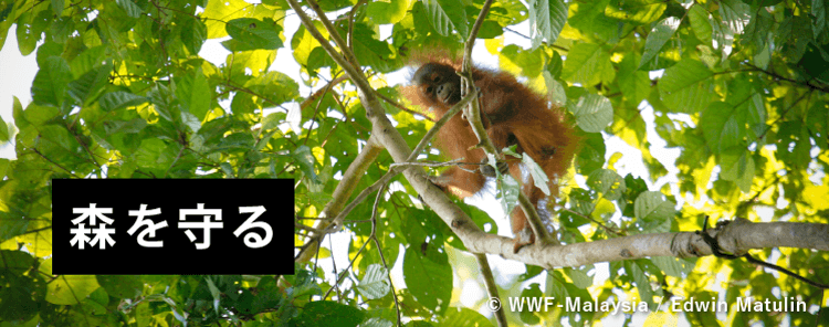 森を守る © WWF-Malaysia / Edwin Matulin