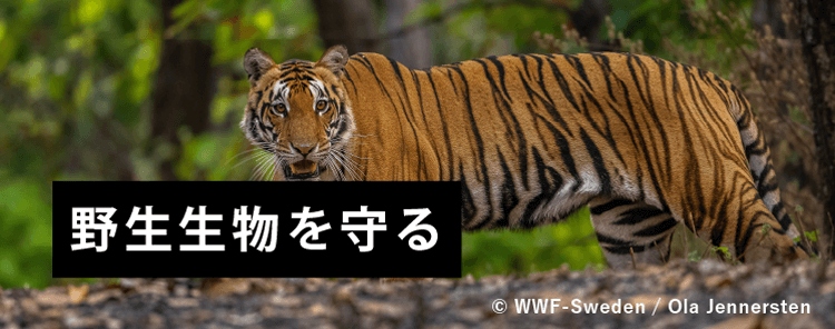 生物 野生生物 野生生物を守る