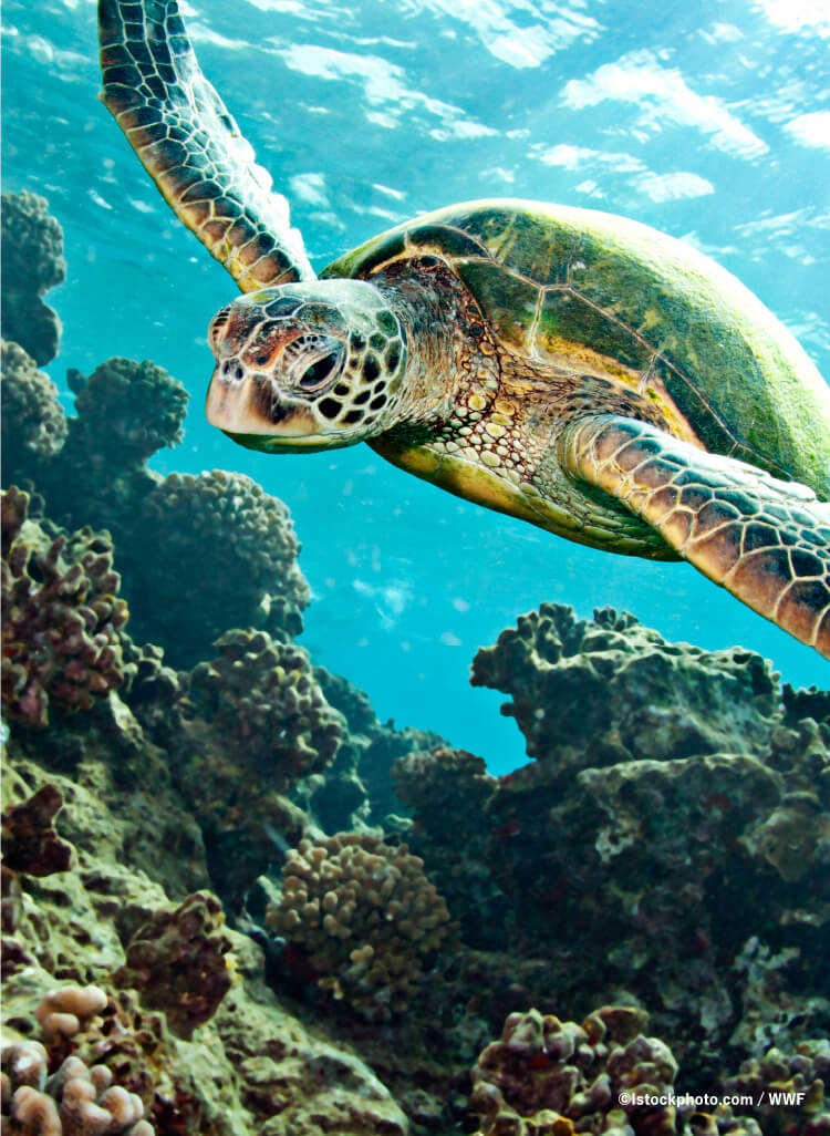 © lstockphoto.com / WWF