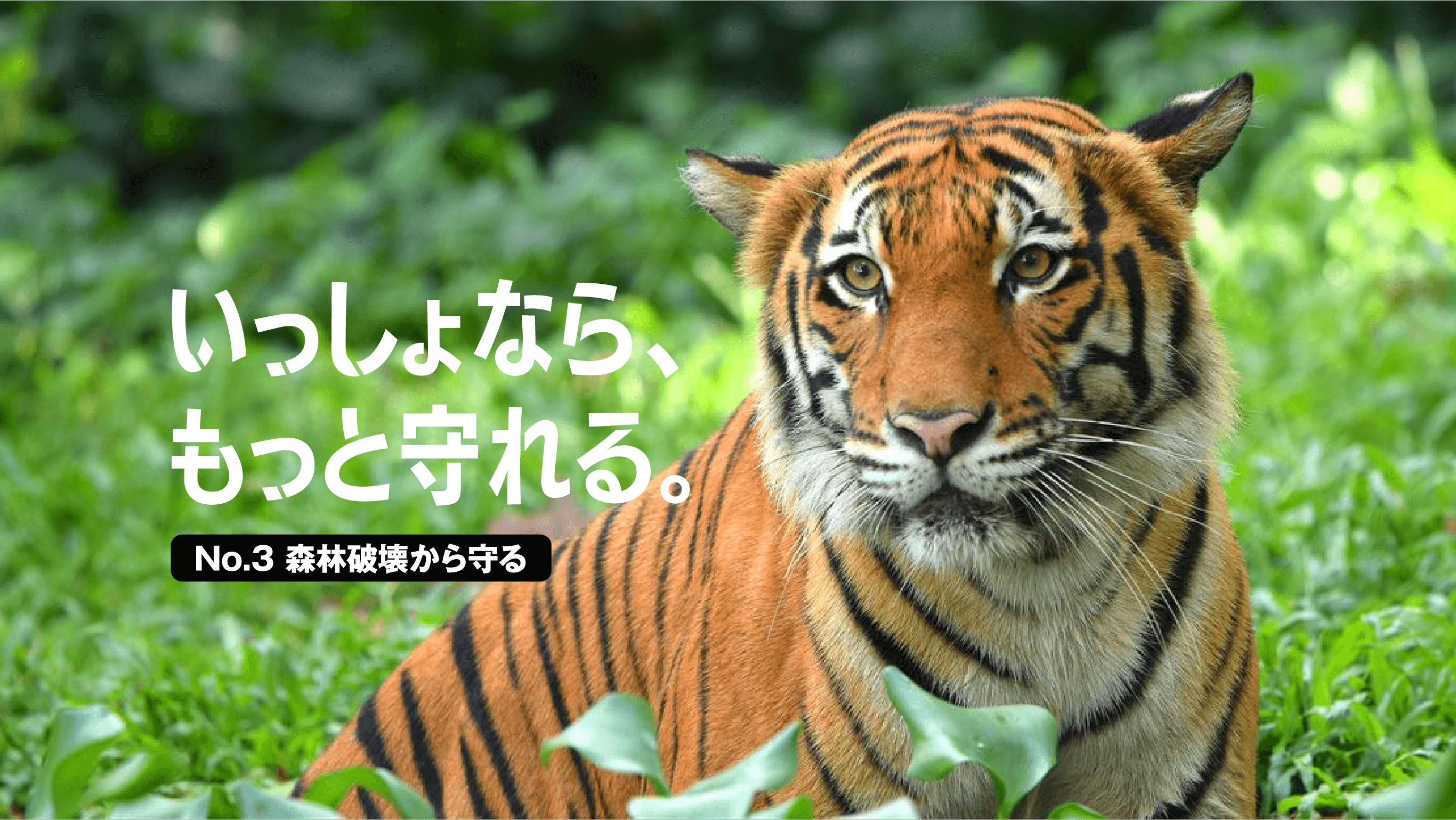© WWF-Malaysia / Shariff Mohamad