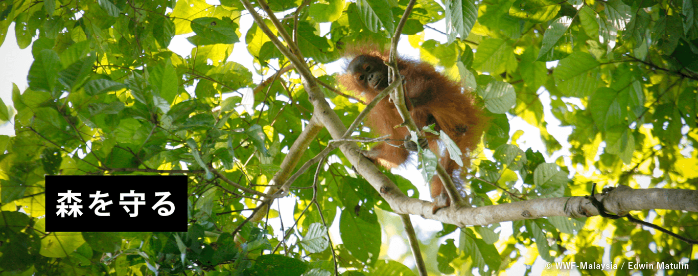 森を守る © WWF-Malaysia / Edwin Matulin