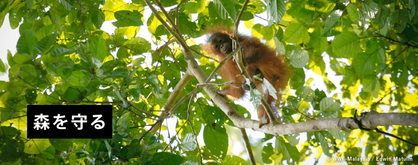 森を守る © WWF-Malaysia / Edwin Matulin