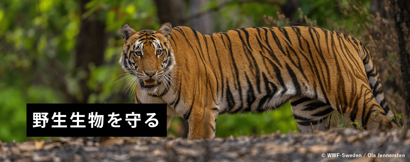生物 野生生物 野生生物を守る