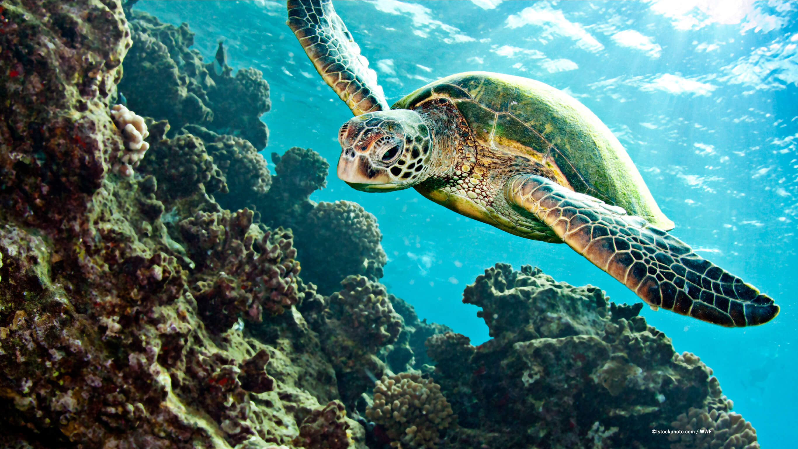 © lstockphoto.com / WWF