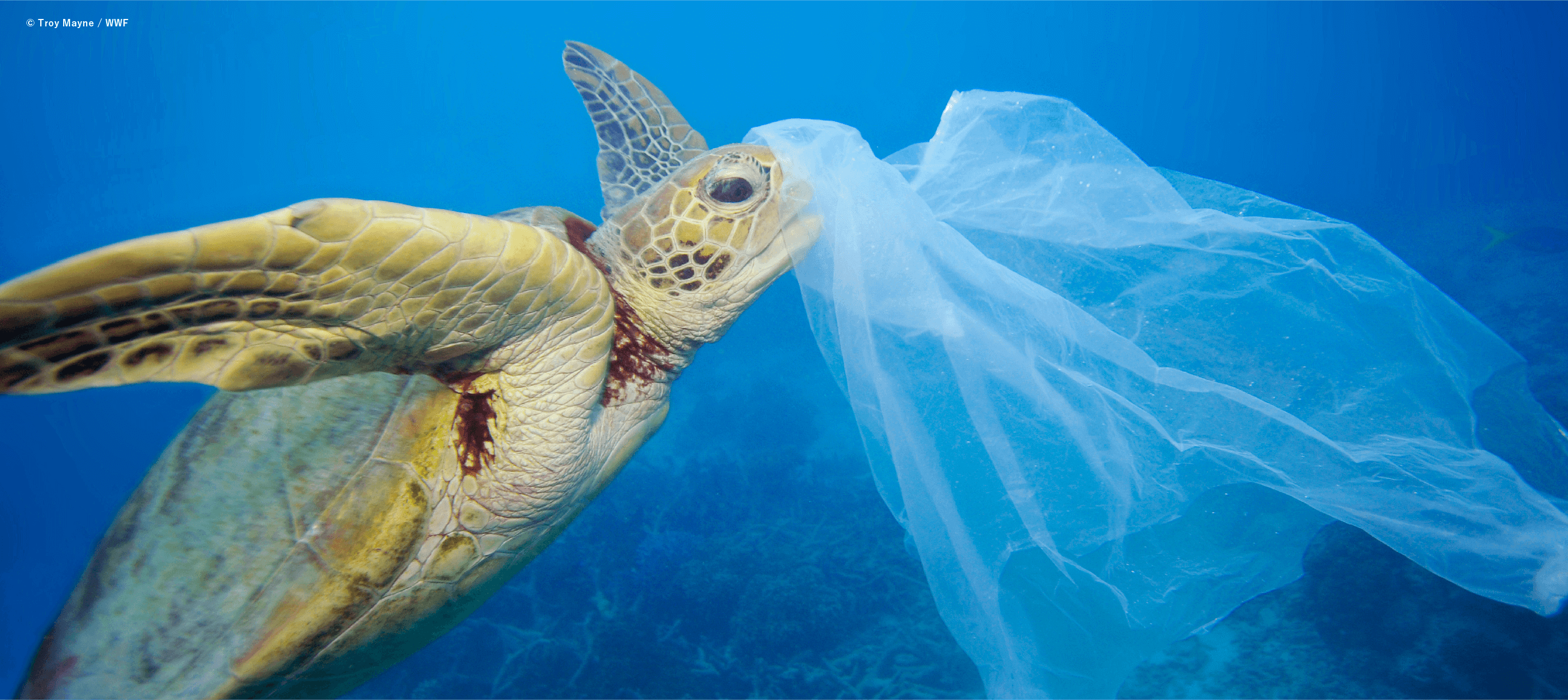 © Troy Mayne / WWF