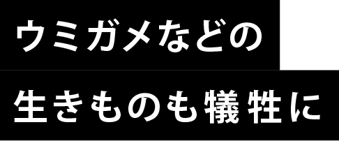 ウミガメなどの生きものも犠牲に