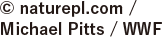 © naturepl.com /Michael Pitts / WWF
