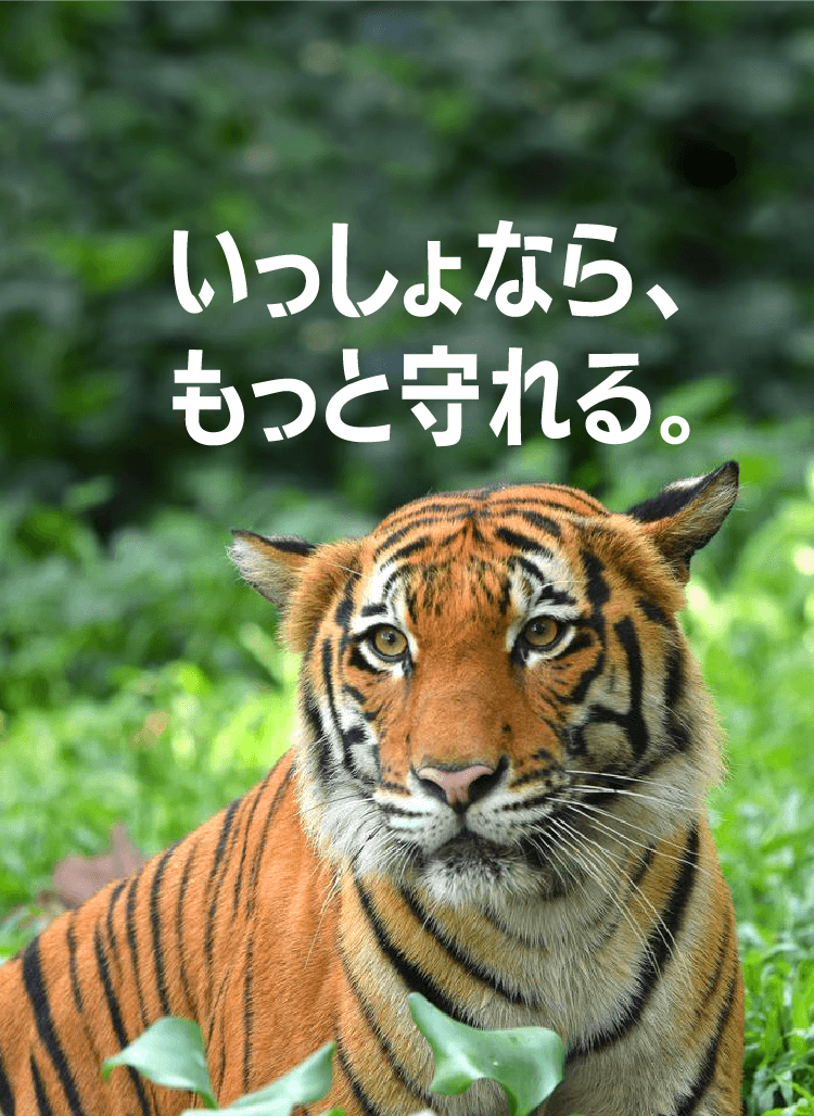 © WWF-Malaysia / Shariff Mohamad