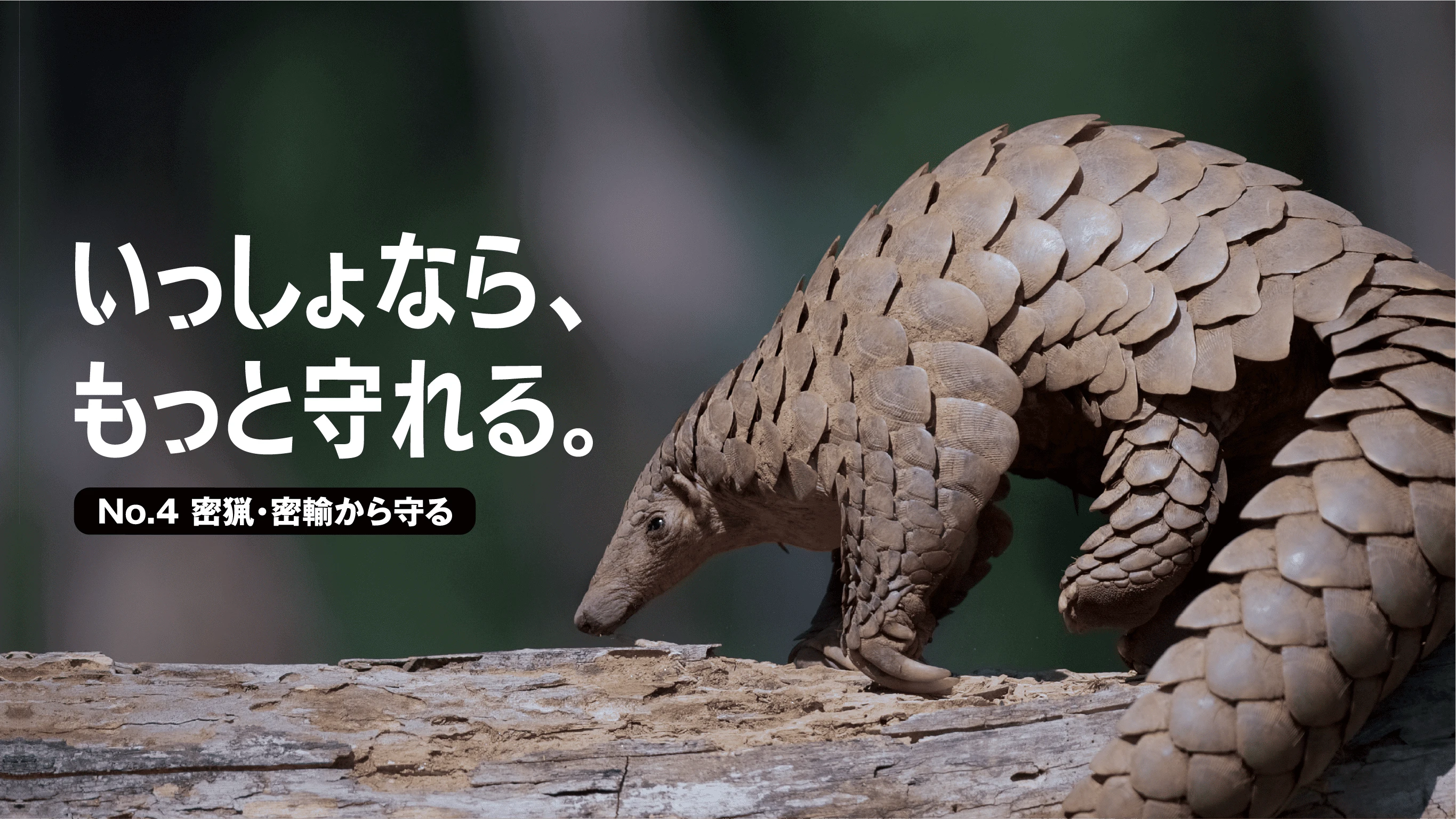 いっしょなら、もっと守れる。No.4 密猟・密輸から守る