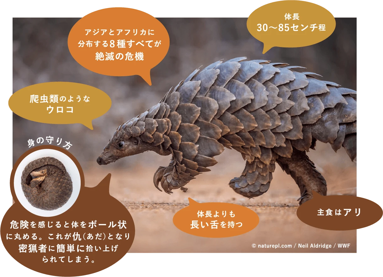 センザンコウの特徴
