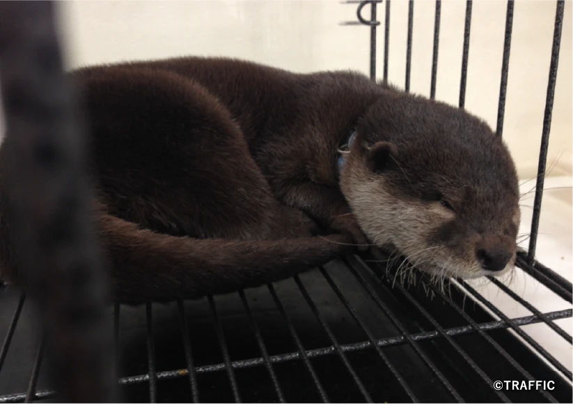 ペット利用されるカワウソ