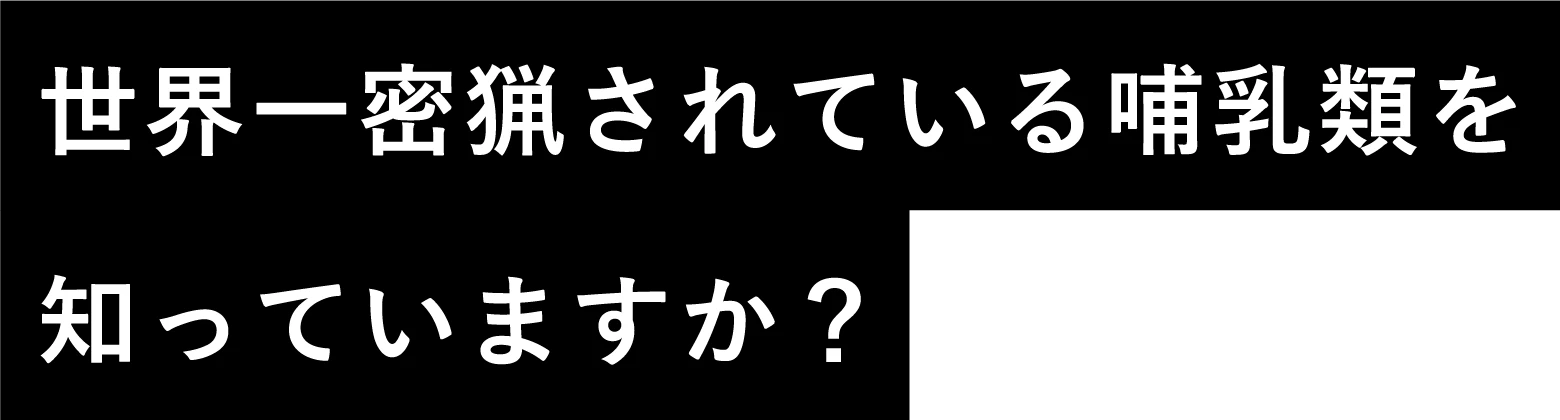 世界一密猟されている哺乳類を知っていますか？