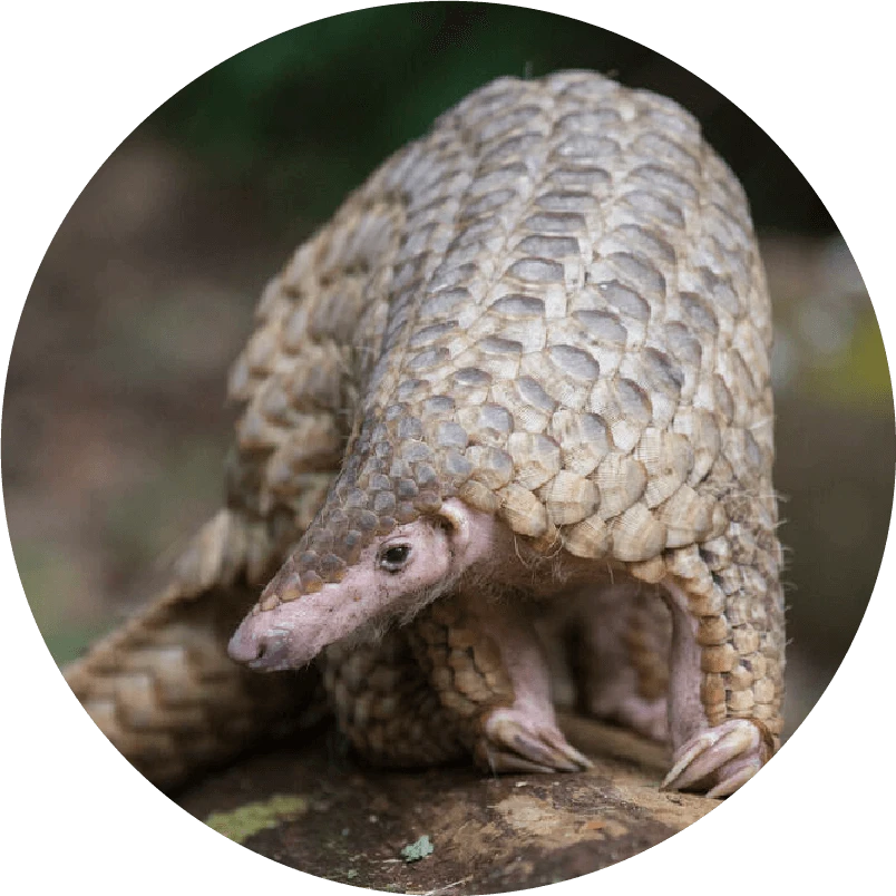 センザンコウの画像