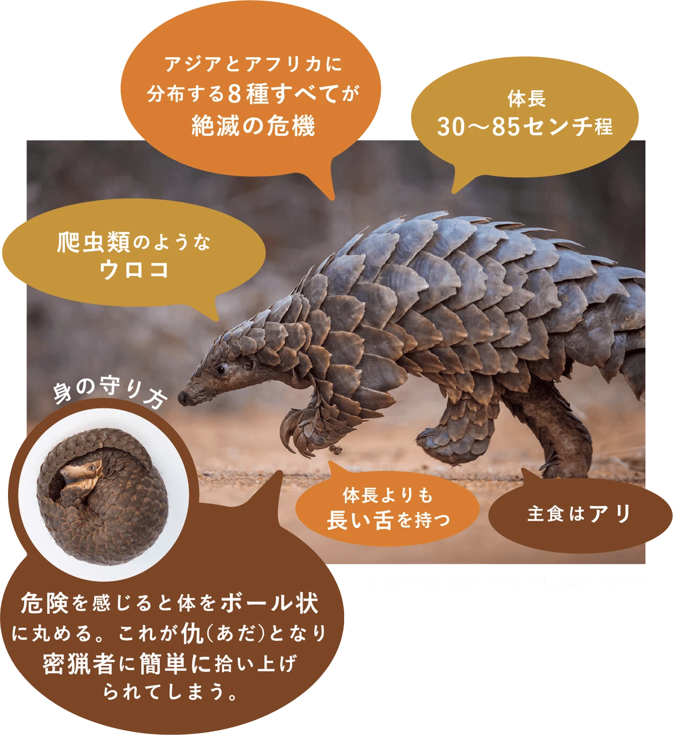 センザンコウの特徴