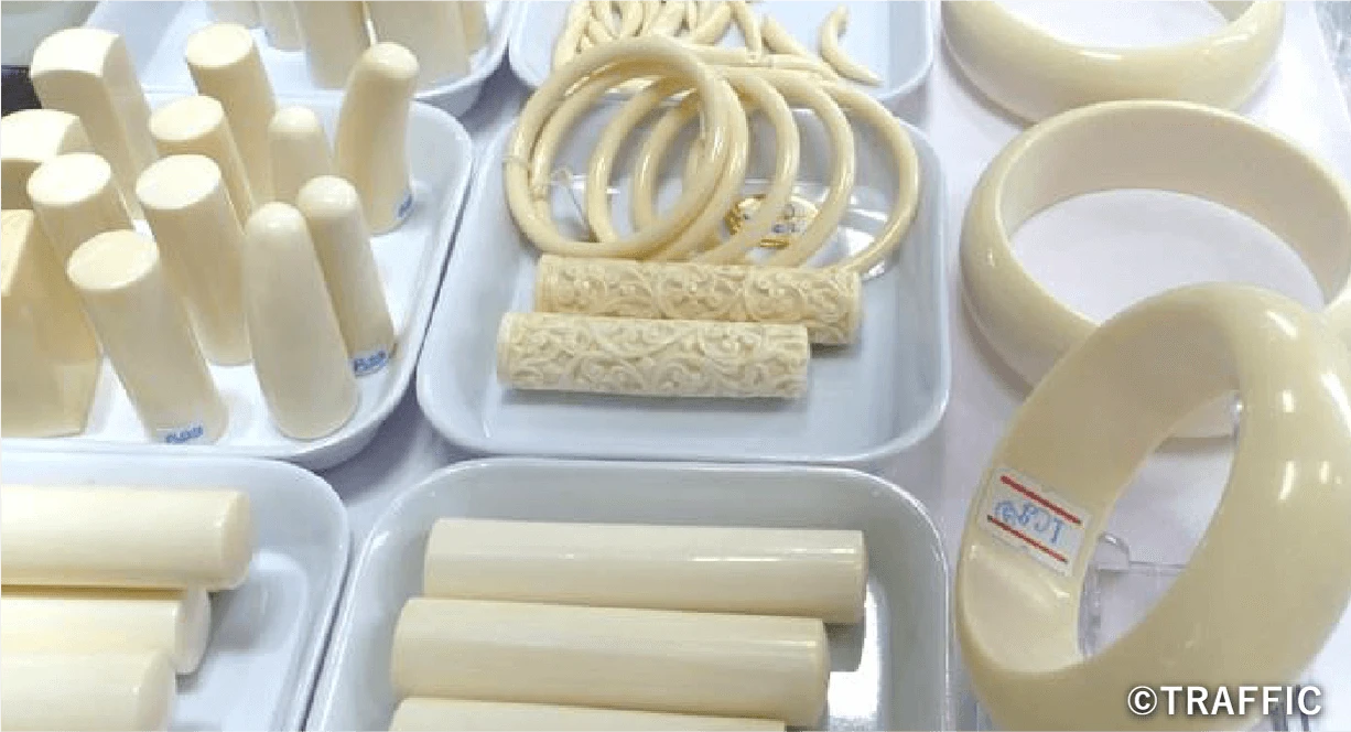 違法な象牙製品
