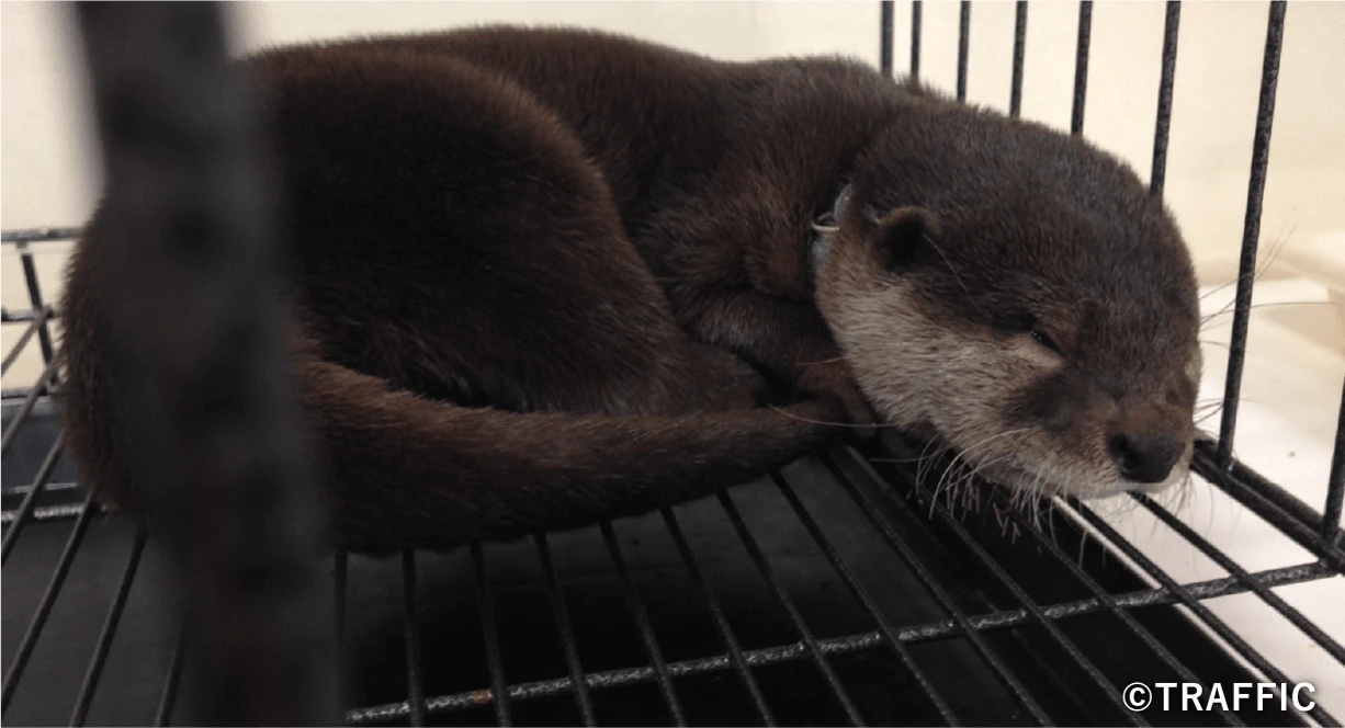 ペット利用されるカワウソ