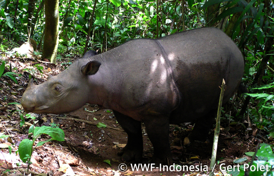 © WWF-Indonesia/Gert Polet