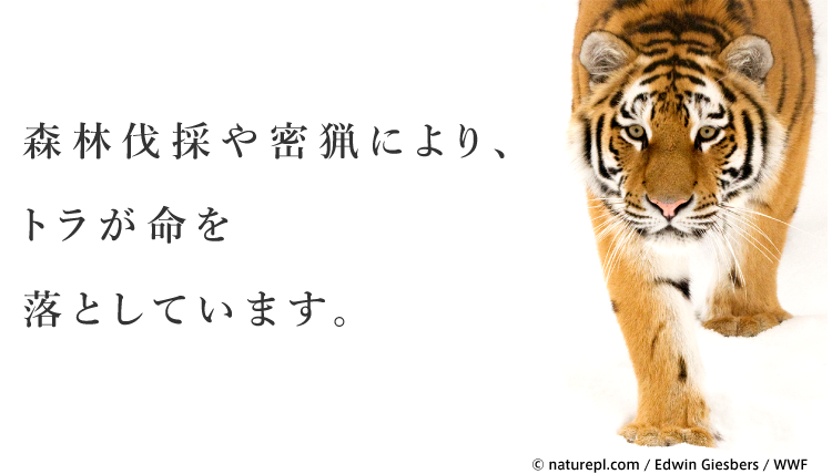 残りおよそ3 000頭 絶滅に瀕しているトラを救うために Wwfジャパン