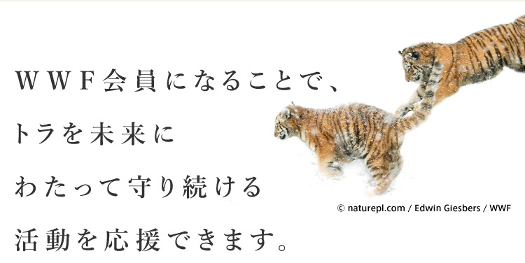 ＷＷＦ会員になることで、トラを未来にわたって守り続ける活動を応援できます。