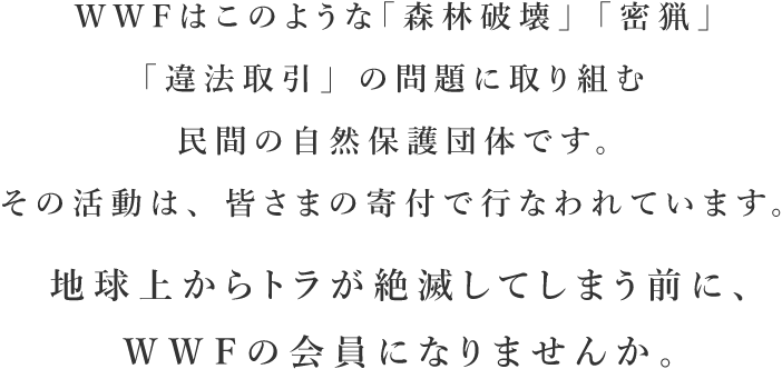 WWFはこのような「森林破壊」「密猟」「違法取引」の問題に取り組む民間の自然保護団体です。その活動は、皆さまの寄付で行なわれています。地球上からトラが絶滅してしまう前に、ＷＷＦの会員になりませんか。