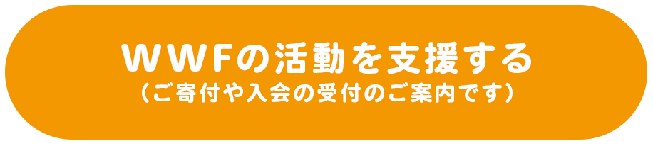 WWFの活動を支援する
（ご寄付や入会の受付のご案内です）
