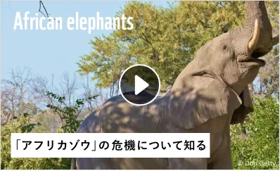 動画サムネイル