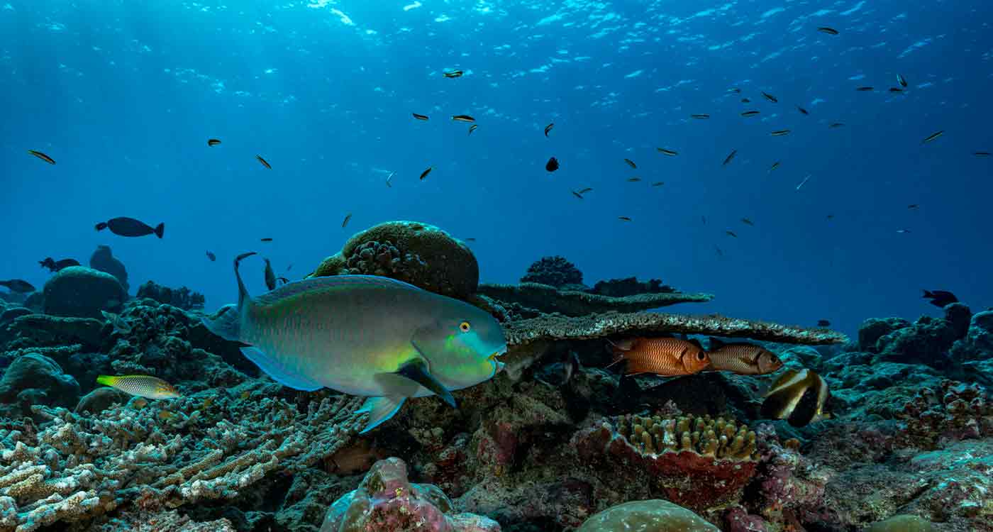 新しい協定は公海における海洋生物多様性を保護します