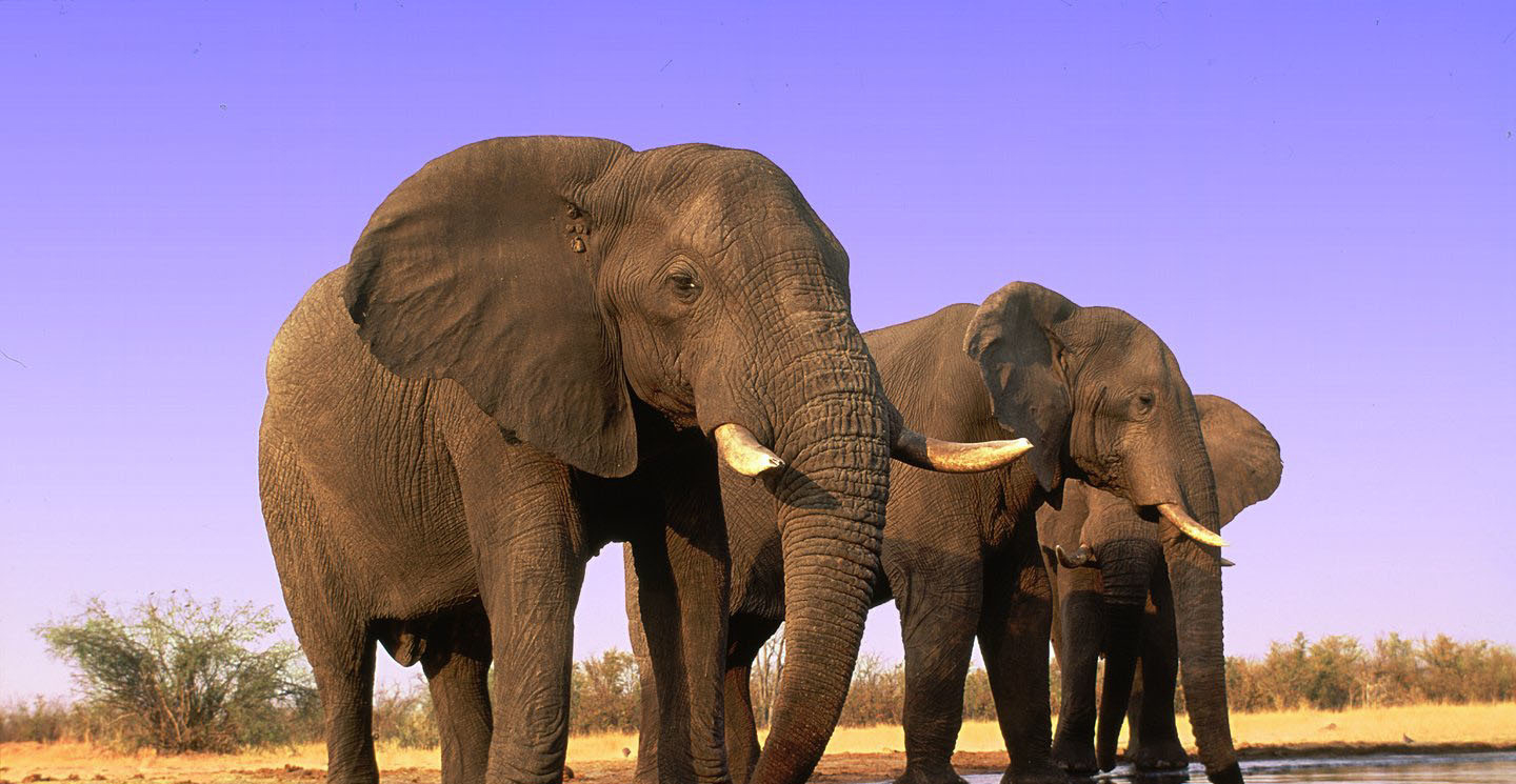 アフリカゾウと象牙 密猟 違法取引撲滅に向けて 注目の活動特集 Wwfジャパン