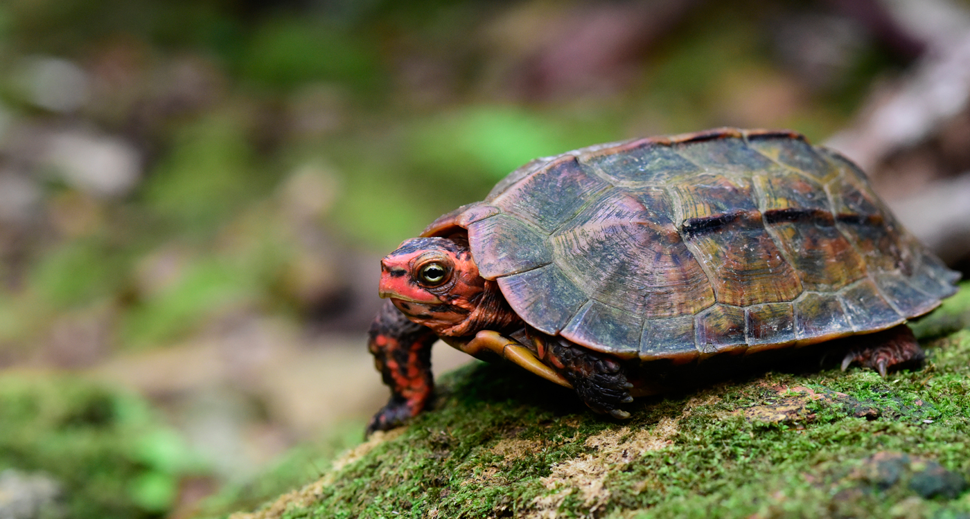 爬虫類の生物多様性 : インベントリーとモニタリングの標準的方法 爬虫類の生物多様性 : インベントリーとモニタリングの標準的方法