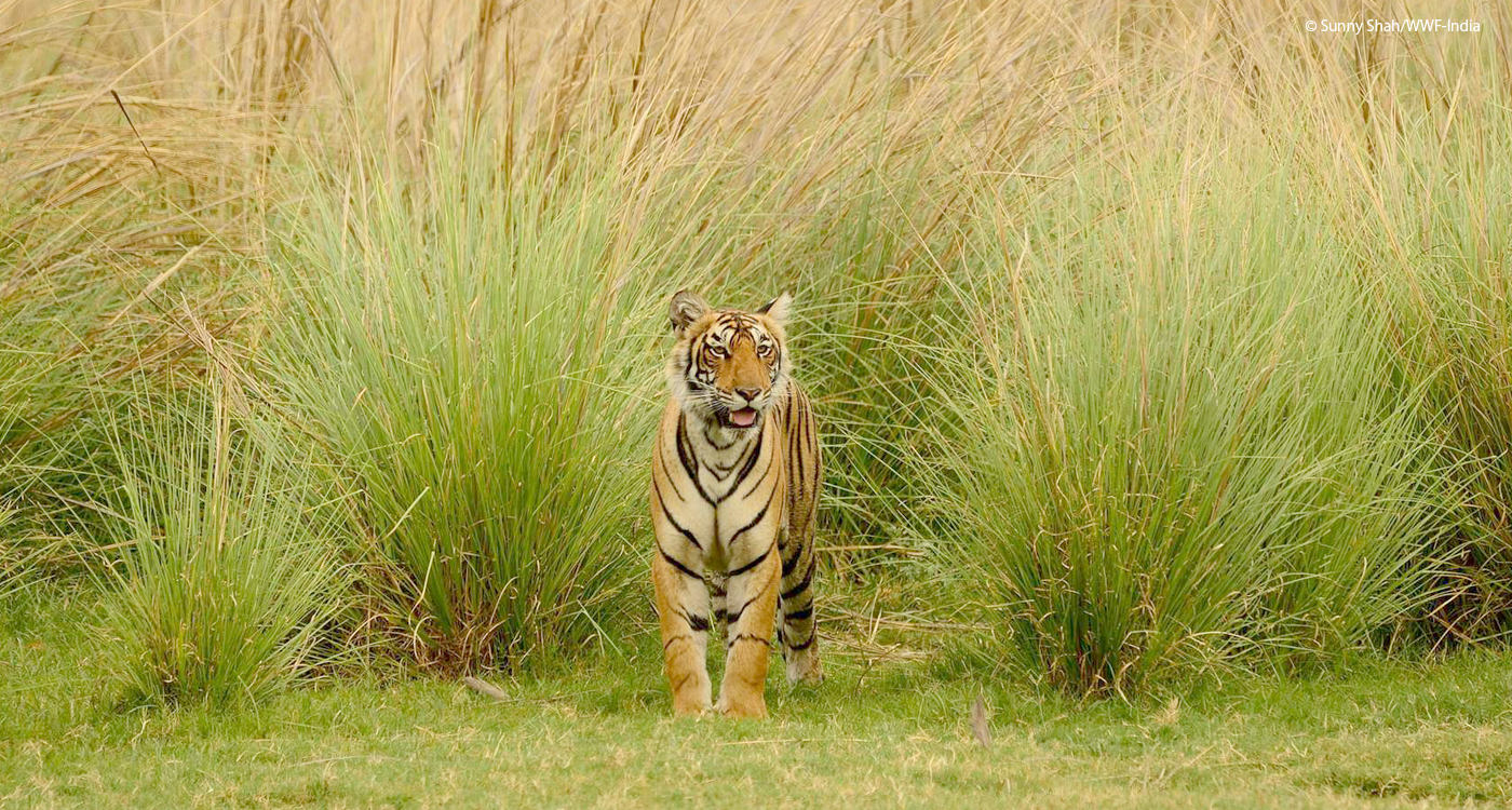 7月29日は 世界トラの日 World Tiger Day Wwfジャパン 7月29日は 世界トラの日 World Tiger Day Wwfジャパン