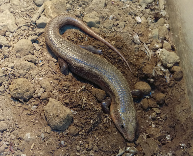 捕らわれの天然記念物キシノウエトカゲ Wwfジャパン