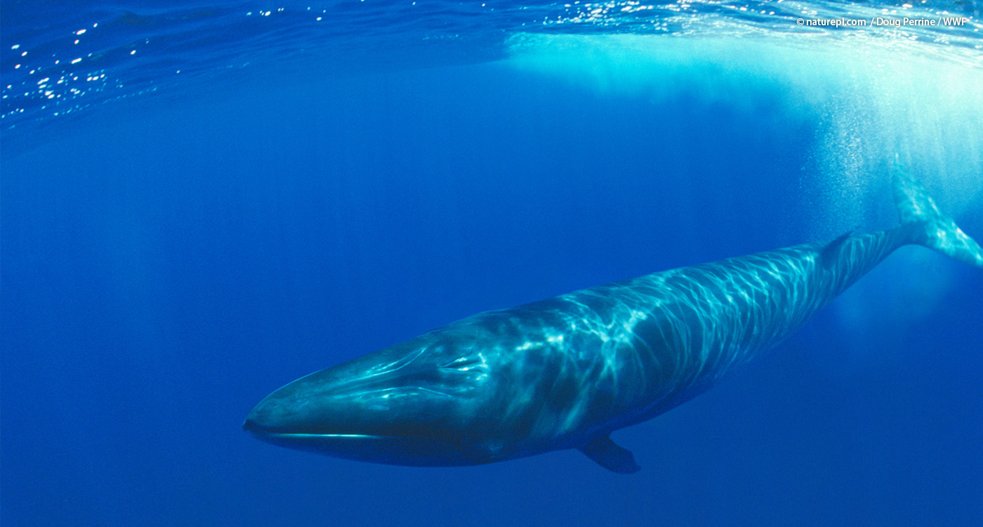 解説 イワシクジラ調査捕鯨による鯨肉流通はワシントン条約違反 Wwfジャパン